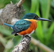 American Pygmy Kingfisher