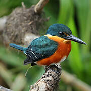 American Pygmy Kingfisher