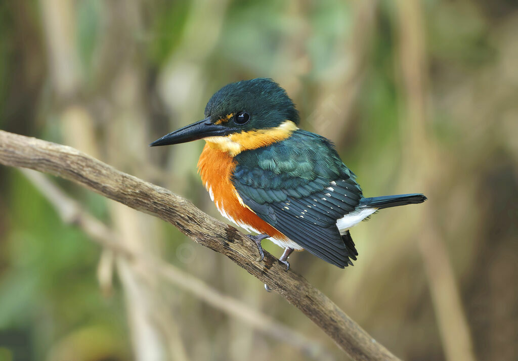 Martin-pêcheur nain