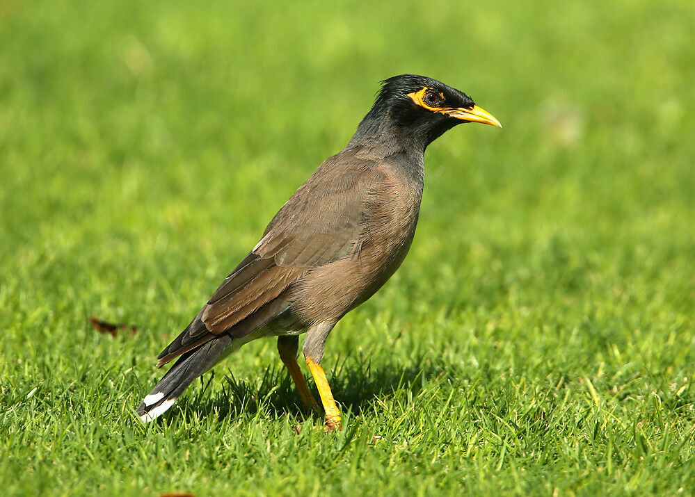 Common Myna