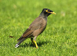 Common Myna