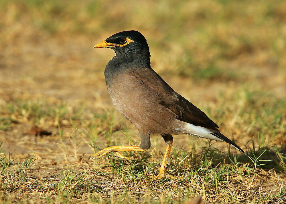 Common Myna