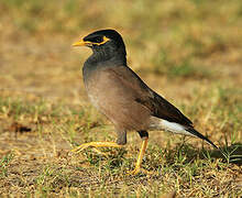 Common Myna