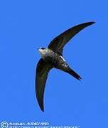 Pacific Swift