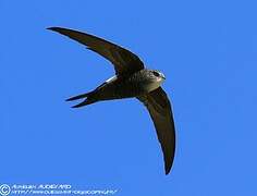 Pacific Swift