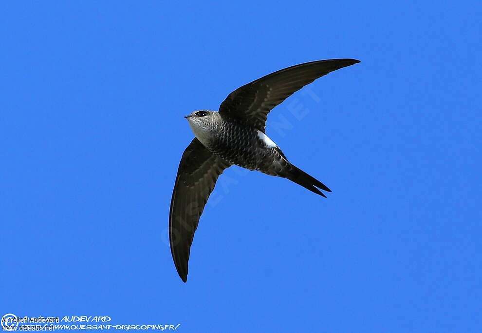 Pacific Swiftadult breeding, Flight