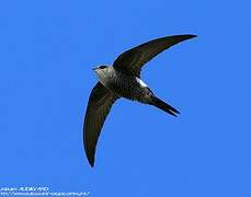 Pacific Swift