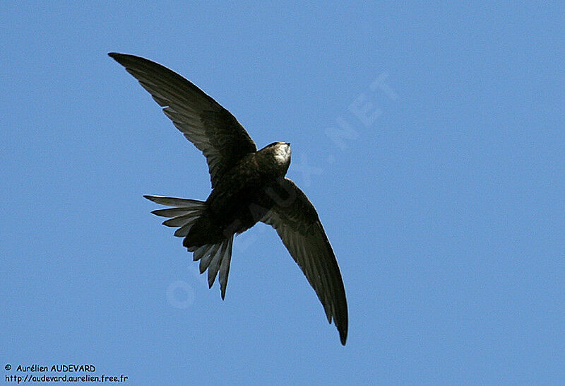 Common Swift