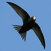 Common Swift