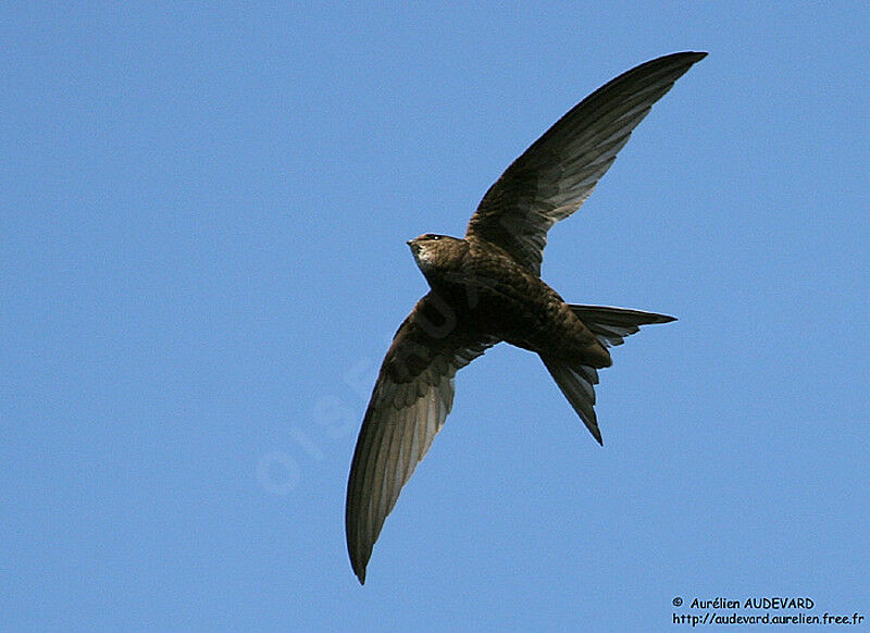 Common Swift