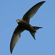 Common Swift