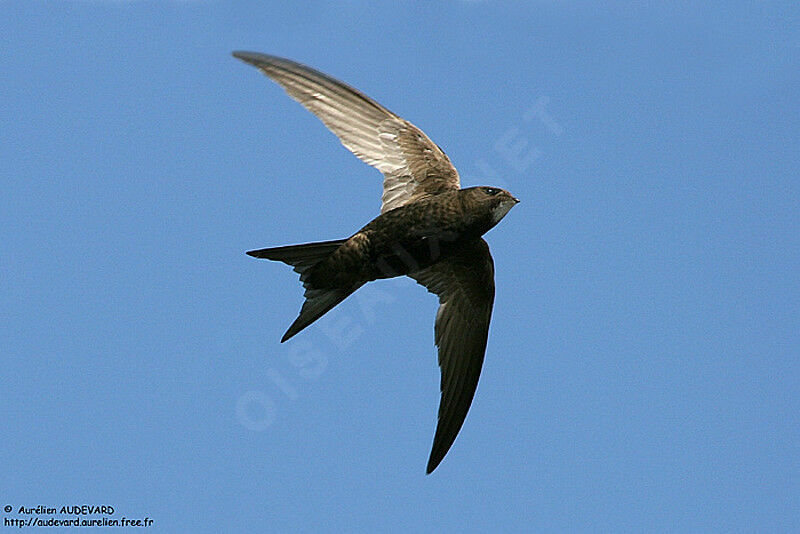 Common Swift