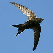 Common Swift