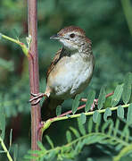 Tawny Grassbird