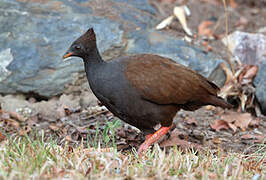 Orange-footed Scrubfowl