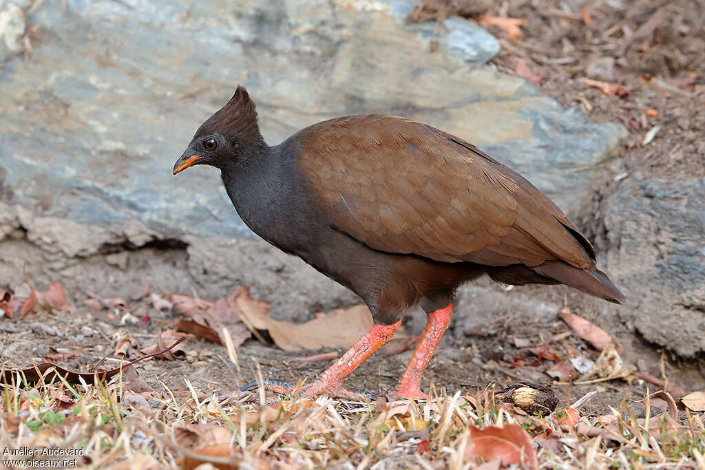 Orange-footed Scrubfowladult, identification