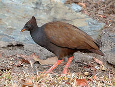 Orange-footed Scrubfowl