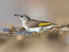 Rufous-throated Honeyeater