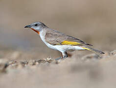 Rufous-throated Honeyeater