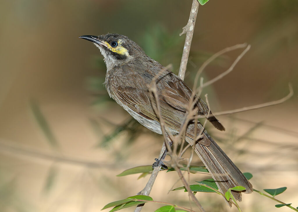 Yellow-faced Honeyeater, identification