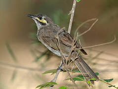 Yellow-faced Honeyeater