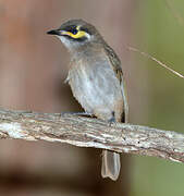 Yellow-faced Honeyeater