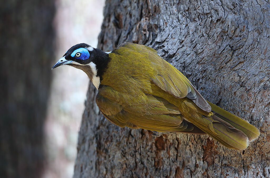 Blue-faced Honeyeater