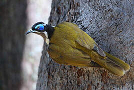 Blue-faced Honeyeater