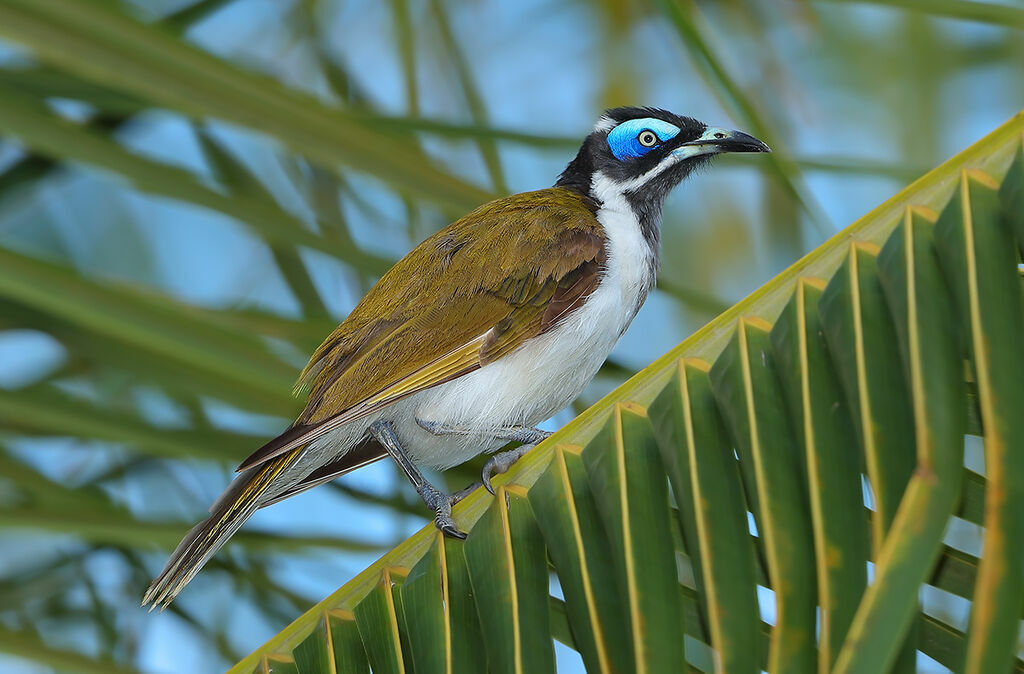 Blue-faced Honeyeater, identification