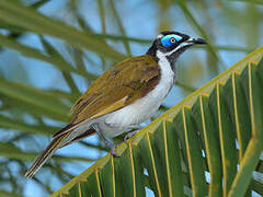 Blue-faced Honeyeater