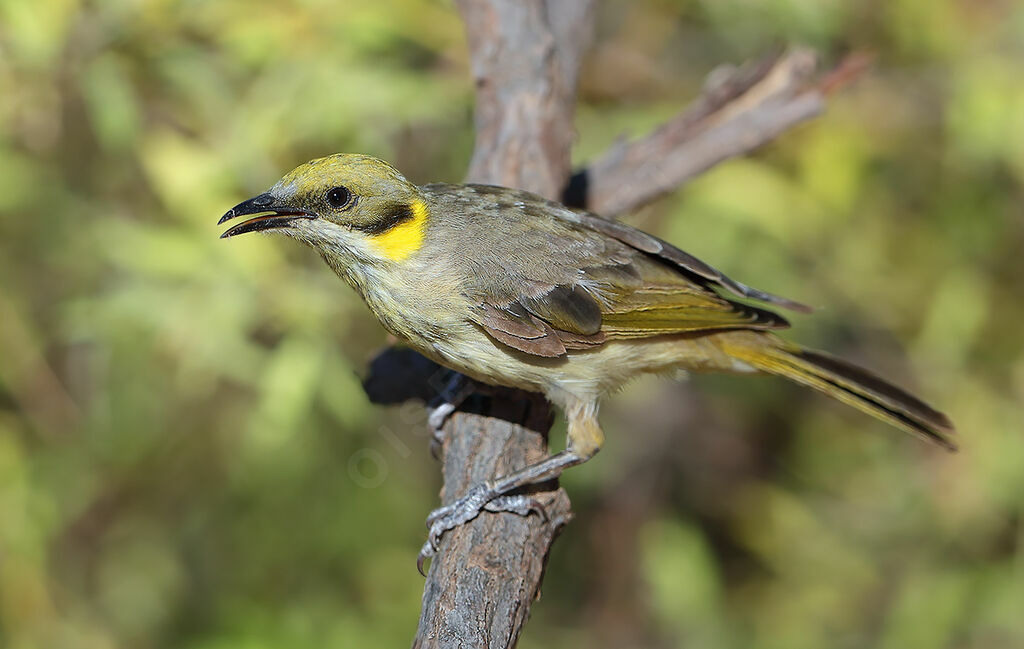 Grey-fronted Honeyeater, identification