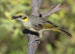 Grey-fronted Honeyeater