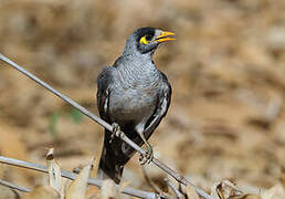 Noisy Miner