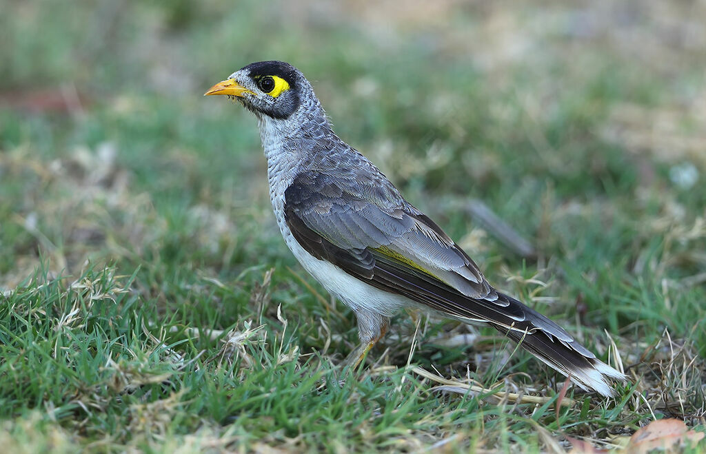 Noisy Miner