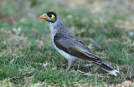 Noisy Miner