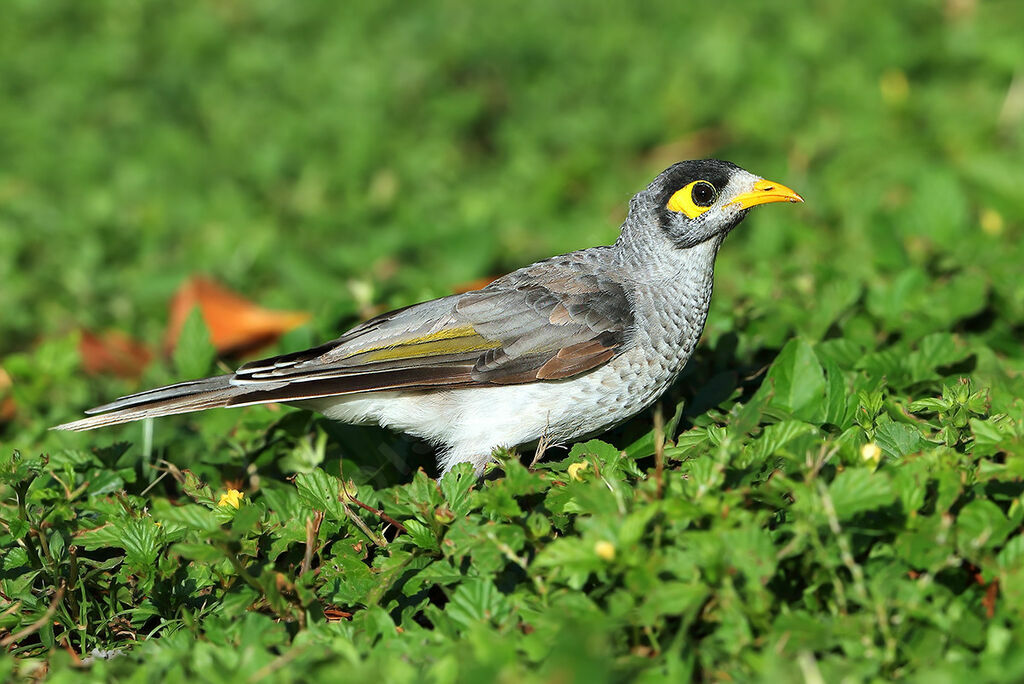 Noisy Miner, identification