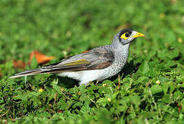 Noisy Miner