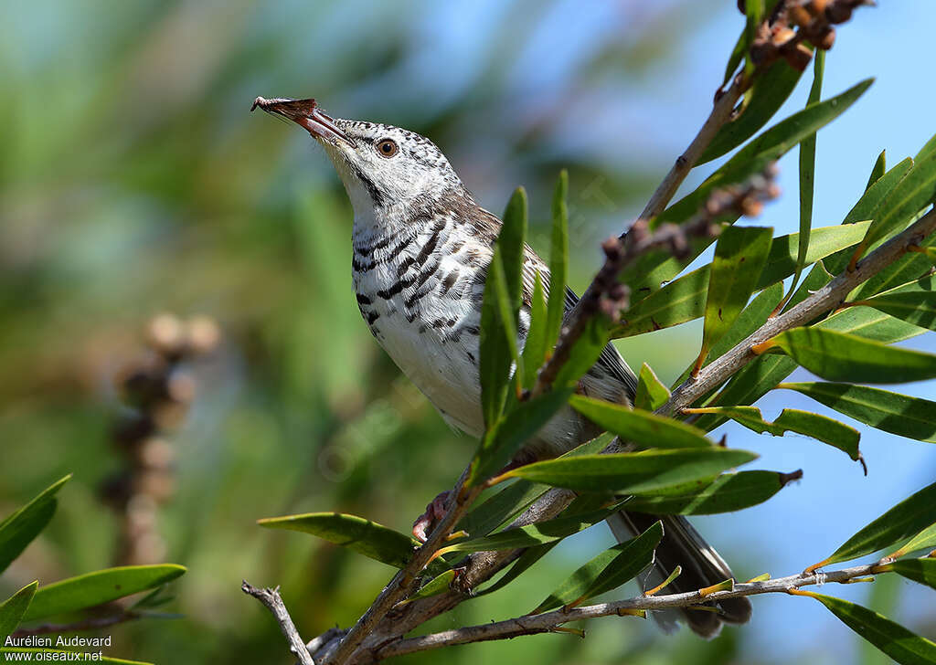 Bar-breasted Honeyeateradult, identification