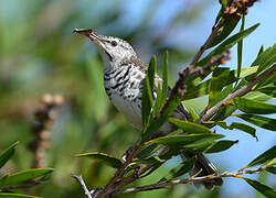 Bar-breasted Honeyeater