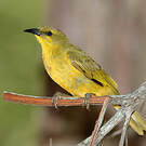 Méliphage jaune
