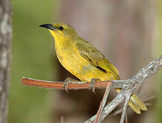 Yellow Honeyeater