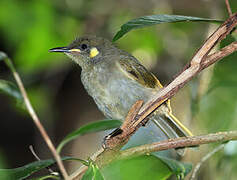 Yellow-spotted Honeyeater