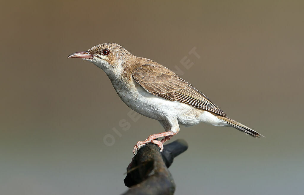 Brown-backed Honeyeater