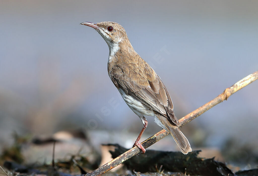 Brown-backed Honeyeater, identification