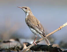 Brown-backed Honeyeater