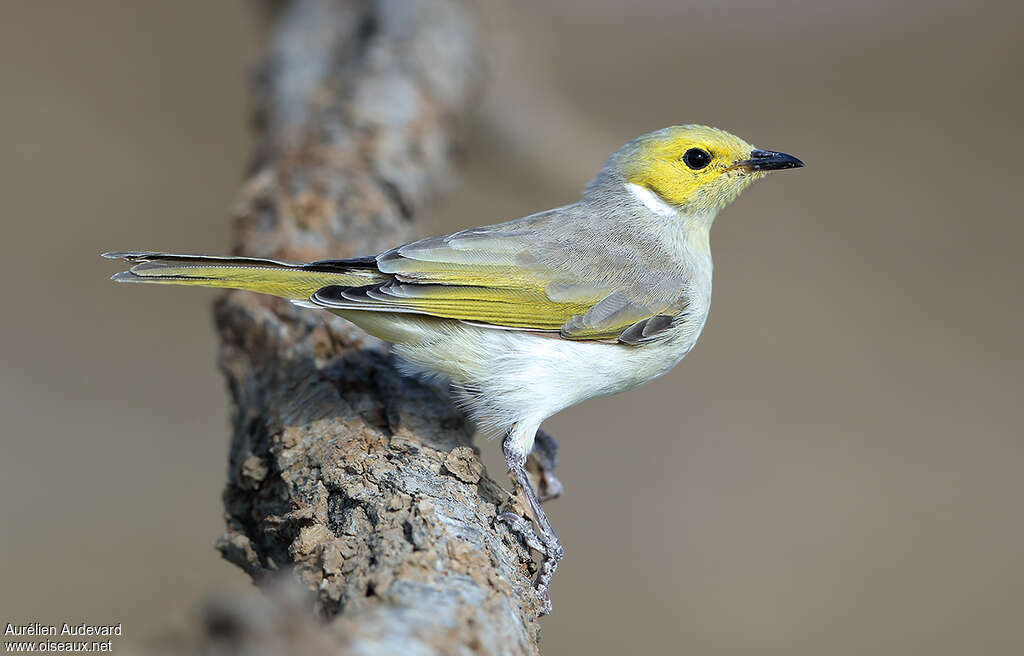 White-plumed Honeyeateradult, identification