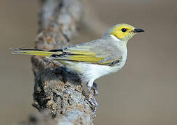 White-plumed Honeyeater