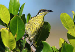 Varied Honeyeater