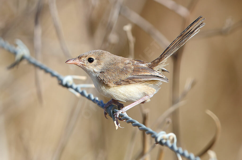 Red-backed Fairywren, identification