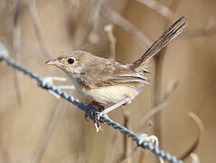 Red-backed Fairywren